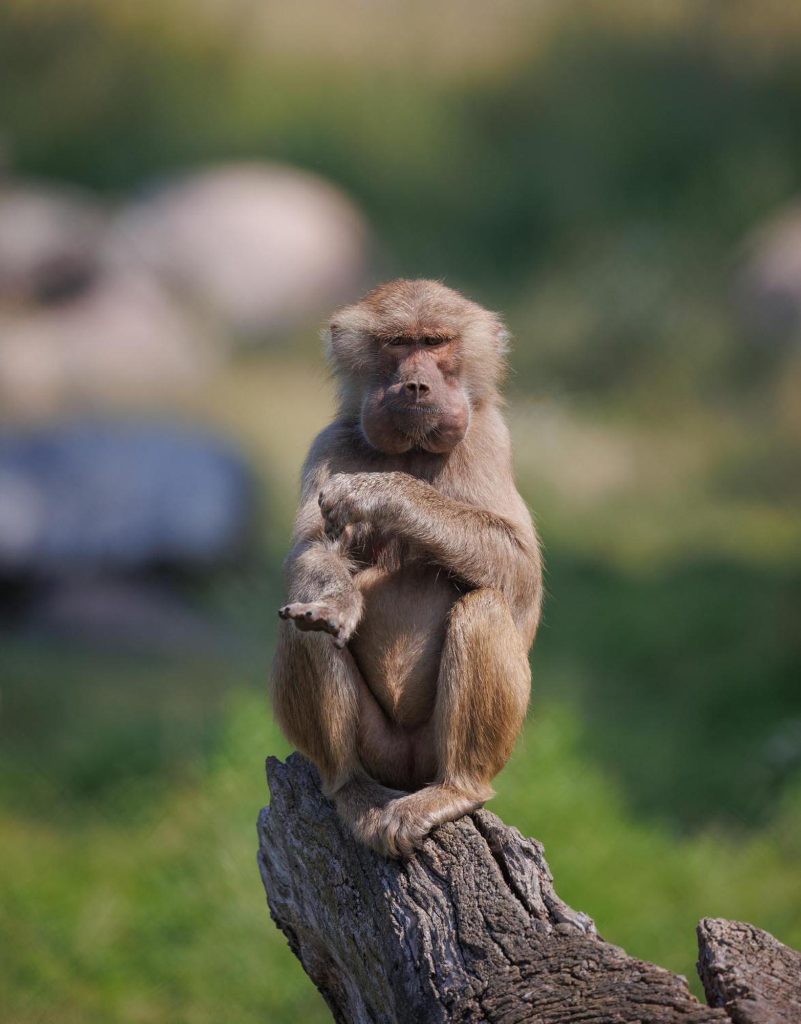 Отель Knuthenborg Safaripark Марибо Экстерьер фото