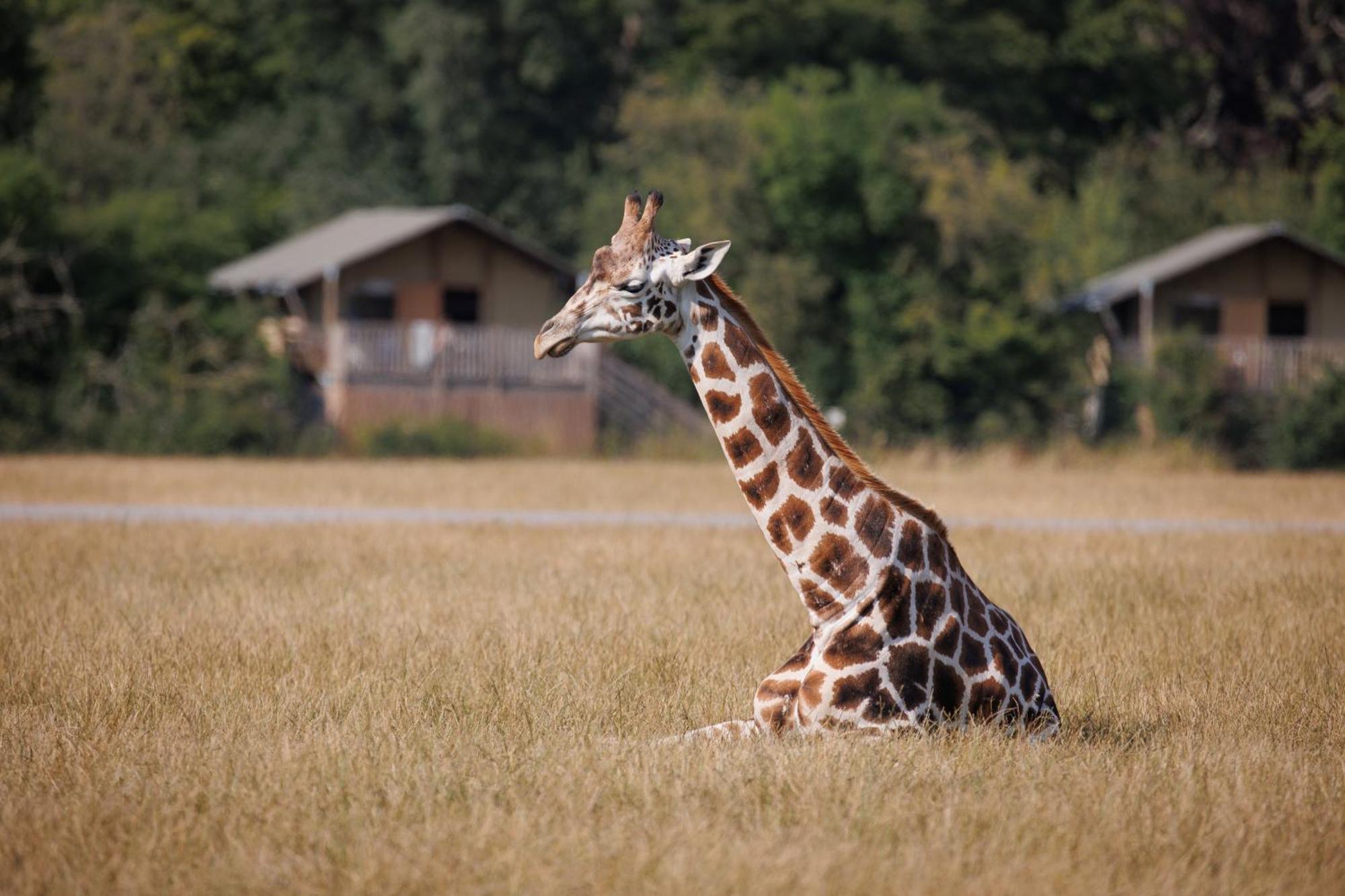Отель Knuthenborg Safaripark Марибо Экстерьер фото