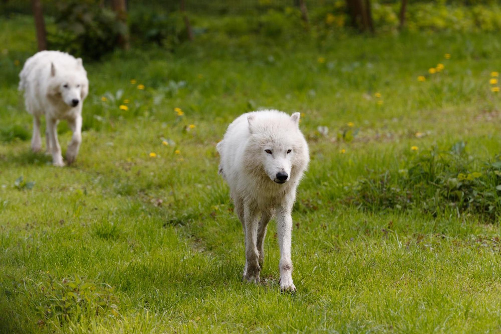 Отель Knuthenborg Safaripark Марибо Экстерьер фото