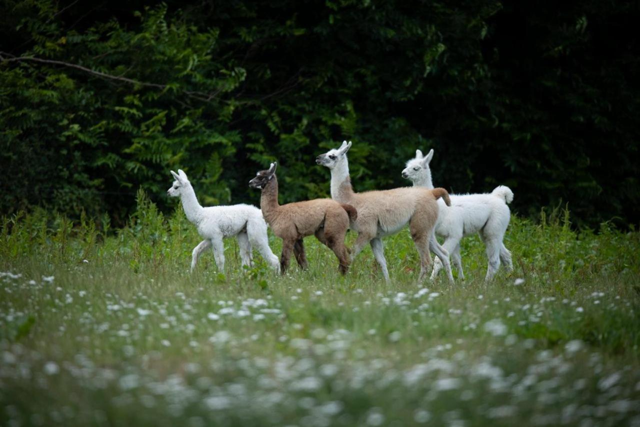 Отель Knuthenborg Safaripark Марибо Экстерьер фото
