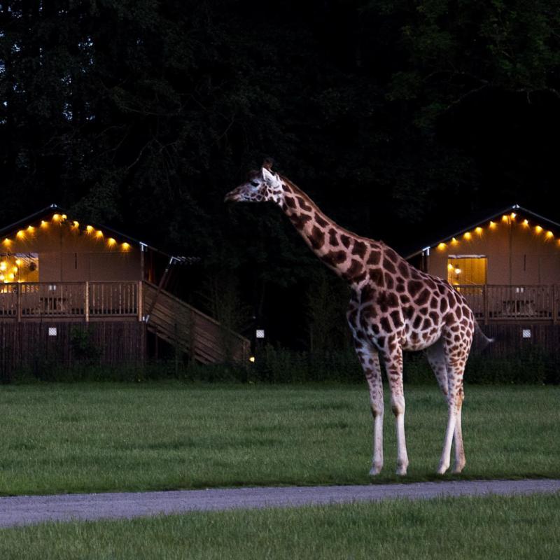 Отель Knuthenborg Safaripark Марибо Экстерьер фото