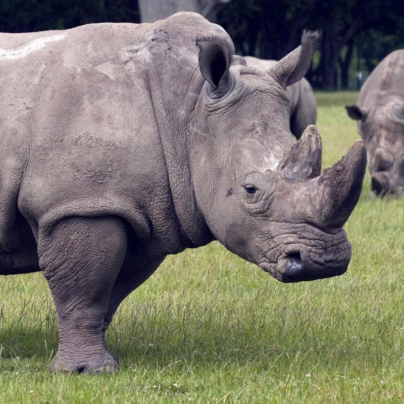 Отель Knuthenborg Safaripark Марибо Экстерьер фото
