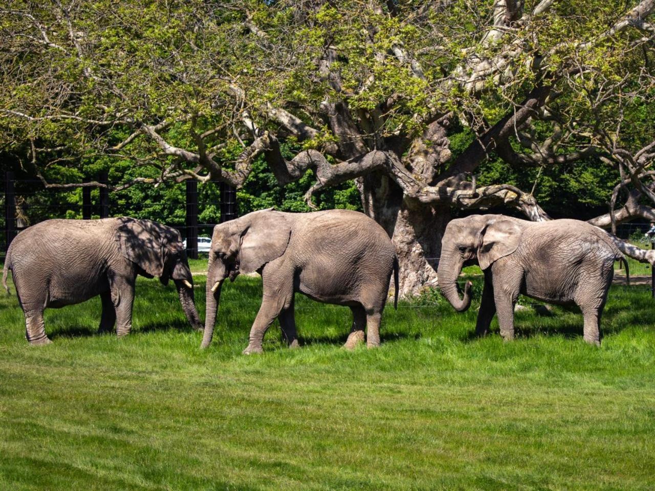 Отель Knuthenborg Safaripark Марибо Экстерьер фото